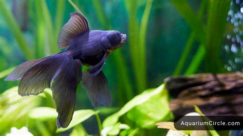 Black Moor Goldfish Care, Lifespan, Tank Size & Tank Mates.